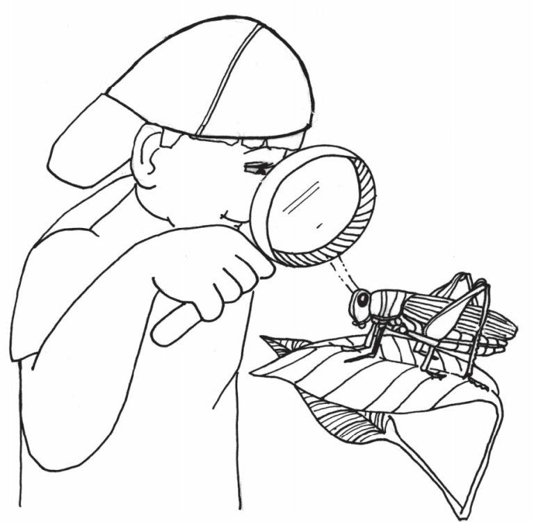 Investigating Insects